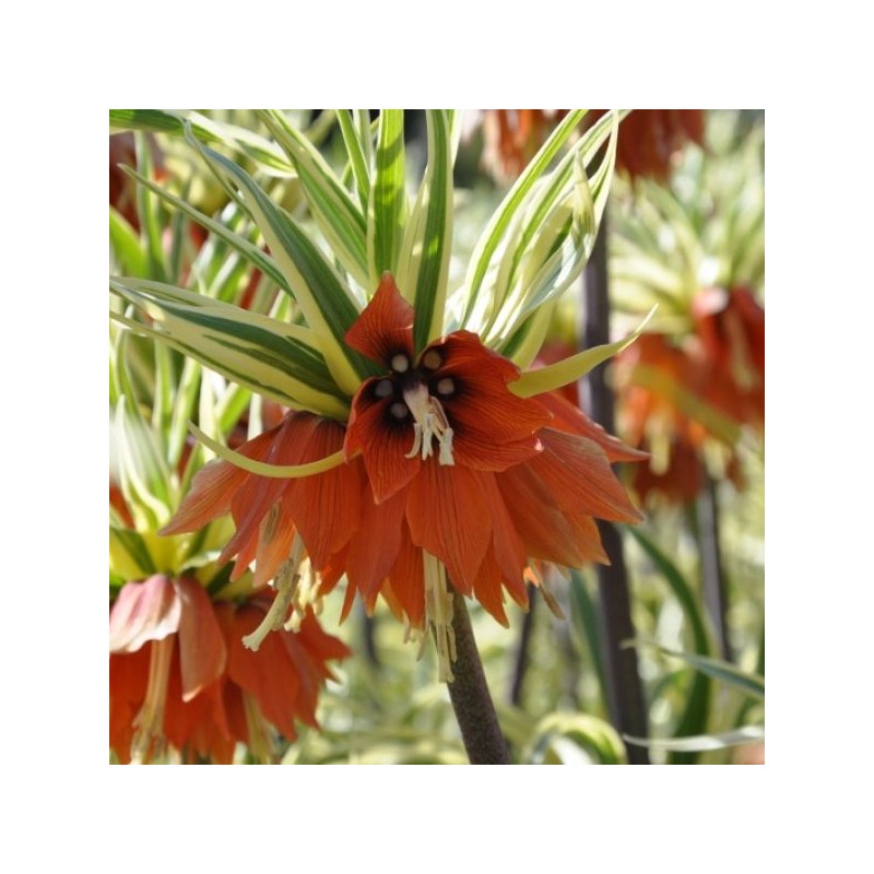 Fritillaria imperialis 'Argenteovariegata' Fritillaria imperialis 'Argenteovariegata'