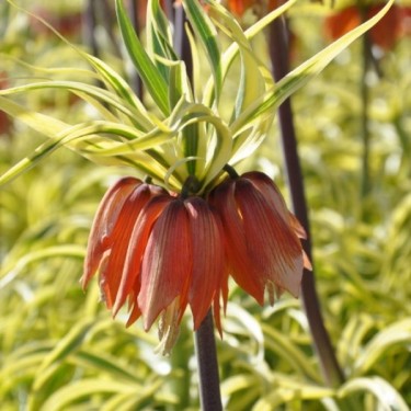 Fritillaria imperialis 'Aureomarginata' Fritillaria imperialis 'Aureomarginata'