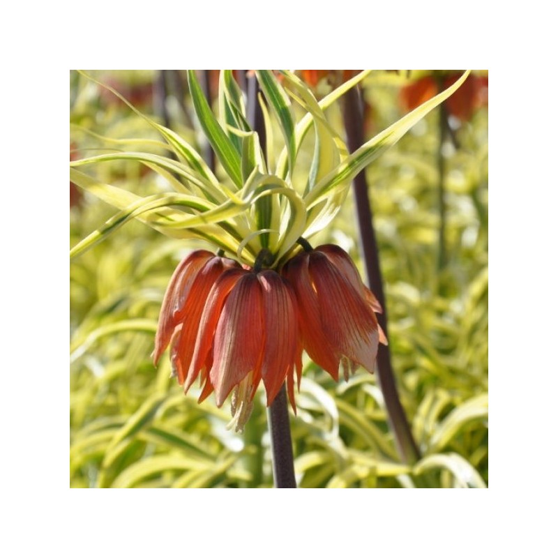 Fritillaria imperialis 'Aureomarginata' Fritillaria imperialis 'Aureomarginata'