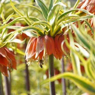 Fritillaria imperialis 'Aureomarginata' Fritillaria imperialis 'Aureomarginata'