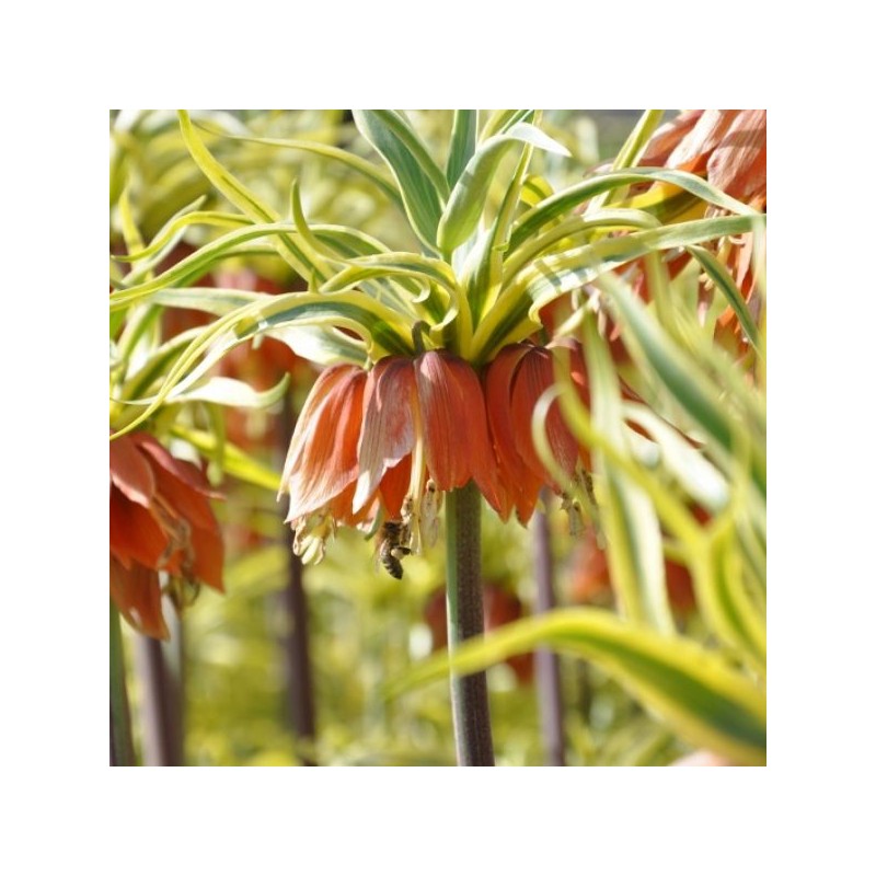 Fritillaria imperialis 'Aureomarginata' Fritillaria imperialis 'Aureomarginata'