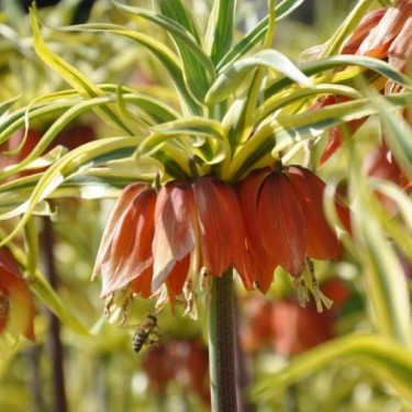 Fritillaria imperialis 'Aureomarginata' Fritillaria imperialis 'Aureomarginata'