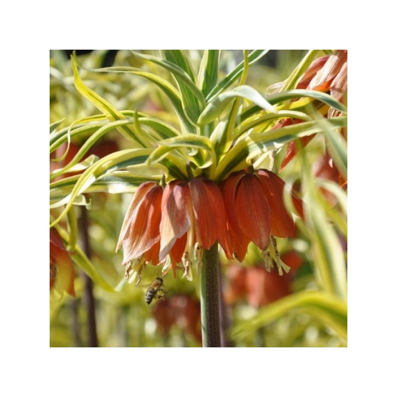 Fritillaria imperialis 'Aureomarginata' Fritillaria imperialis 'Aureomarginata'