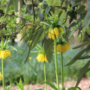 Fritillaria imperialis 'Lutea' Fritillaria imperialis 'Lutea'