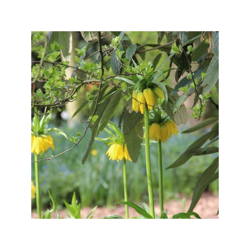 Fritillaria imperialis 'Lutea' Fritillaria imperialis 'Lutea'