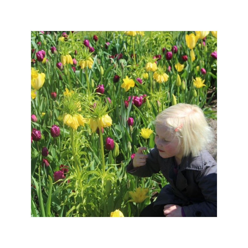 Fritillaria imperialis 'Lutea' Fritillaria imperialis 'Lutea'
