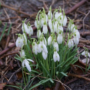 Galanthus 'Charlotte' (Imperial Group)
