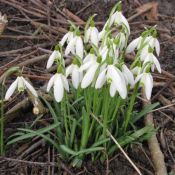 Galanthus 'Charlotte' (Imperial Group)