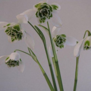 Galanthus 'Dionysus' (Double Group) Galanthus 'Dionysus' (Double Group)