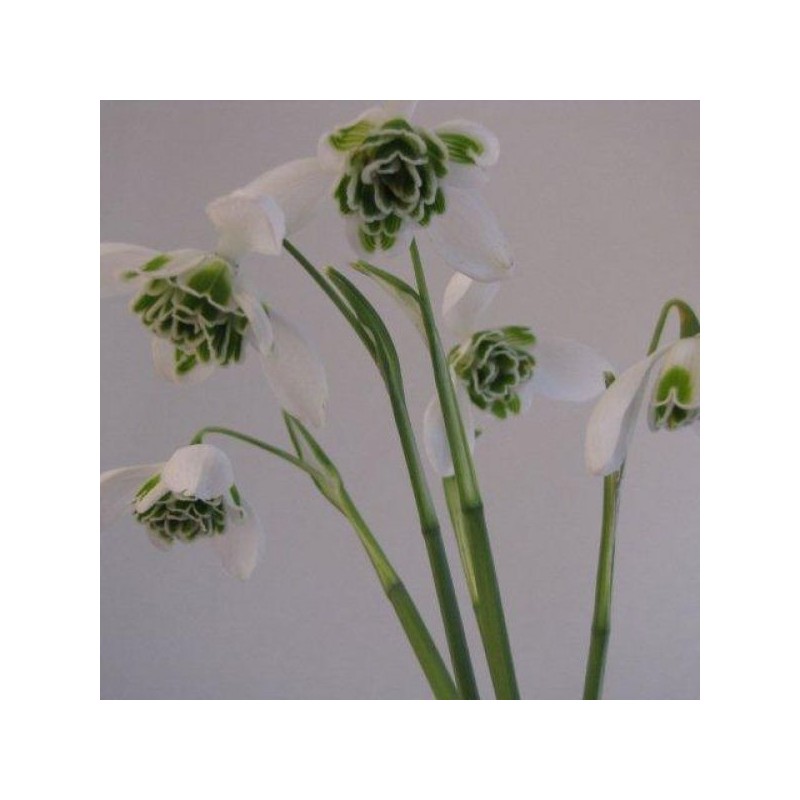 Galanthus 'Dionysus' (Double Group) Galanthus 'Dionysus' (Double Group)