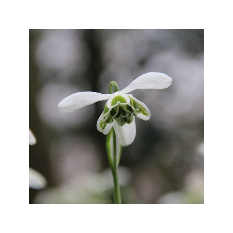 Galanthus 'Dionysus' (Double Group) Galanthus 'Dionysus' (Double Group)