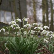 Galanthus 'Dionysus' (Double Group)