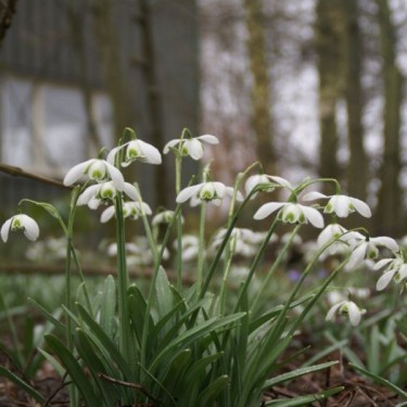 Galanthus 'Dionysus' (Double Group) Galanthus 'Dionysus' (Double Group)