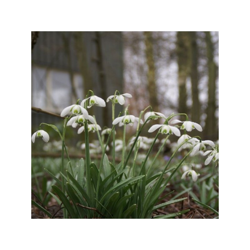 Galanthus 'Dionysus' (Double Group) Galanthus 'Dionysus' (Double Group)