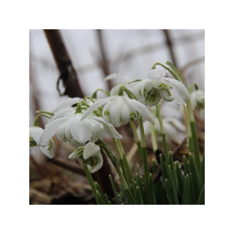 Galanthus 'Flore Pleno' (Double Group) Galanthus 'Flore Pleno' (Double Group)