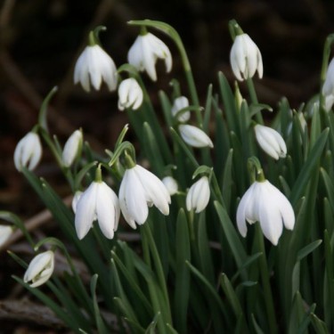 Galanthus 'Flore Pleno' (Double Group) Galanthus 'Flore Pleno' (Double Group)