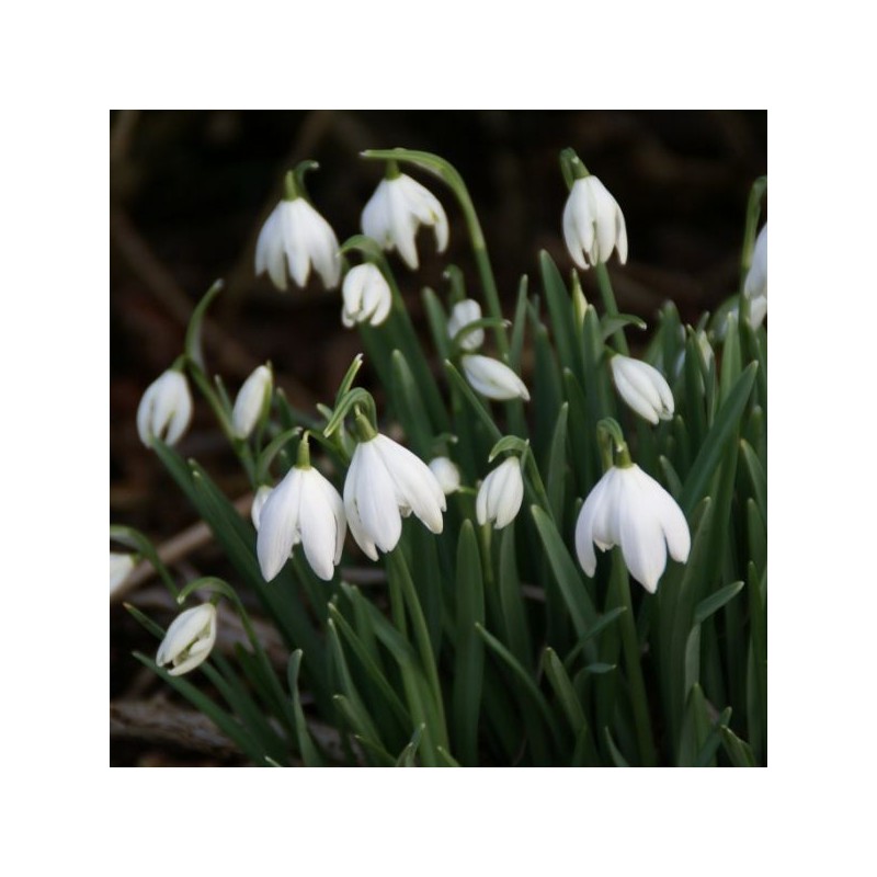 Galanthus 'Flore Pleno' (Double Group) Galanthus 'Flore Pleno' (Double Group)