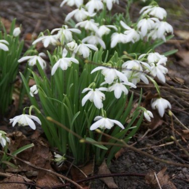 Galanthus 'Flore Pleno' (Double Group) Galanthus 'Flore Pleno' (Double Group)
