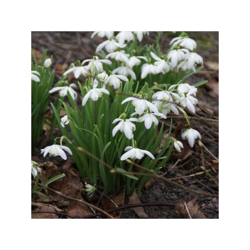 Galanthus 'Flore Pleno' (Double Group) Galanthus 'Flore Pleno' (Double Group)