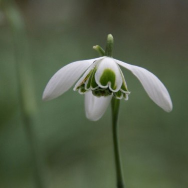 Galanthus 'Hippolyta' (Double Group)