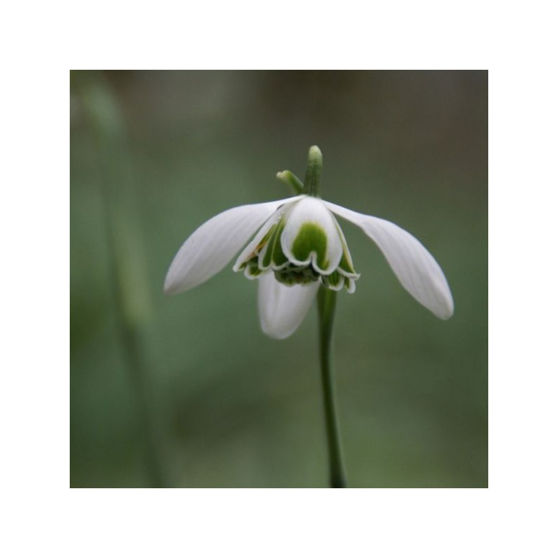 Galanthus 'Hippolyta' (Double Group) Galanthus 'Hippolyta' (Double Group)