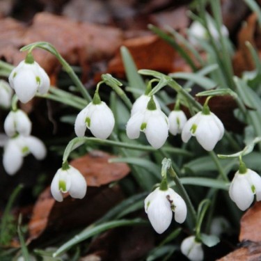 Galanthus 'Hippolyta' (Double Group) Galanthus 'Hippolyta' (Double Group)