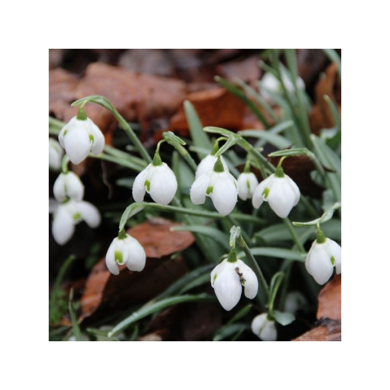 Galanthus 'Hippolyta' (Double Group) Galanthus 'Hippolyta' (Double Group)