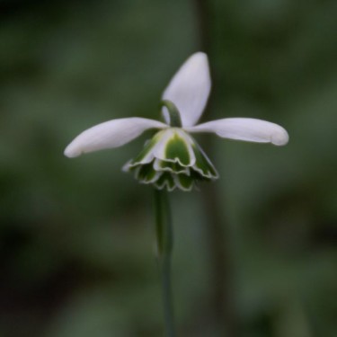 Galanthus 'Hippolyta' (Double Group) Galanthus 'Hippolyta' (Double Group)