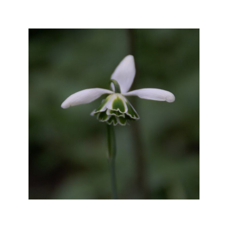 Galanthus 'Hippolyta' (Double Group) Galanthus 'Hippolyta' (Double Group)