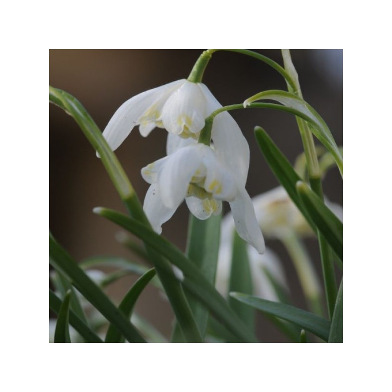 Galanthus 'Lady Elphinstone' (Gold Group) Galanthus 'Lady Elphinstone' (Gold Group)