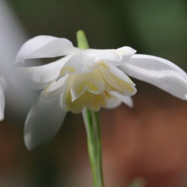 Galanthus 'Lady Elphinstone' (Gold Group) Galanthus 'Lady Elphinstone' (Gold Group)