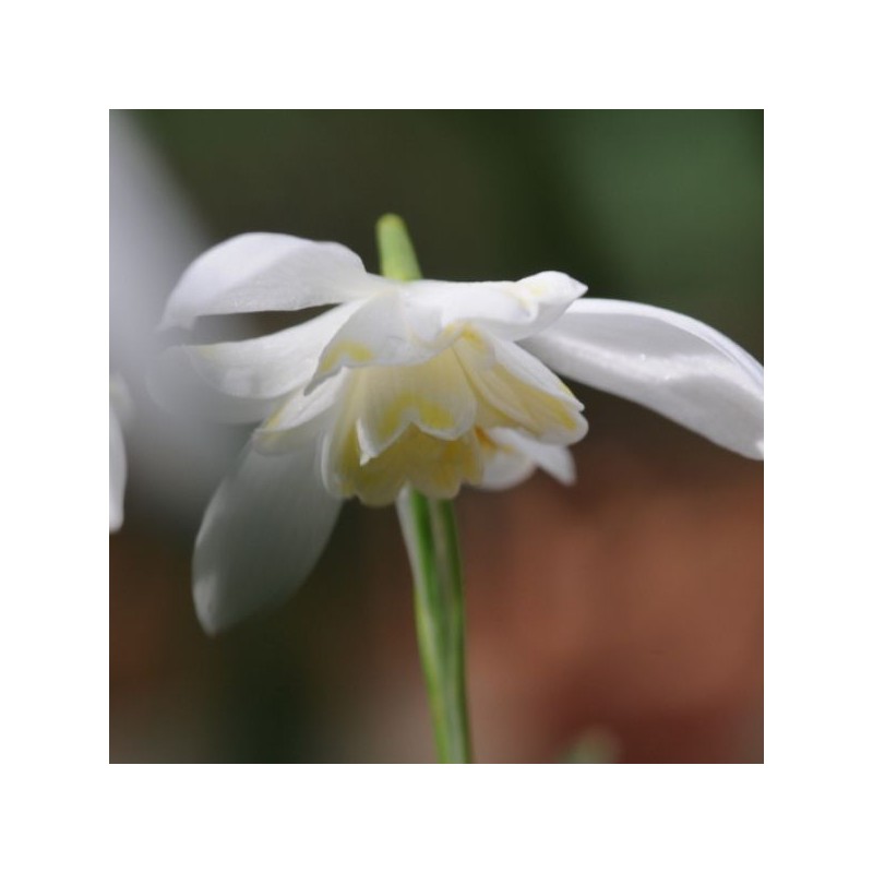 Galanthus 'Lady Elphinstone' (Gold Group) Galanthus 'Lady Elphinstone' (Gold Group)