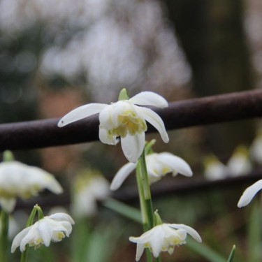 Galanthus 'Lady Elphinstone' (Gold Group) Galanthus 'Lady Elphinstone' (Gold Group)