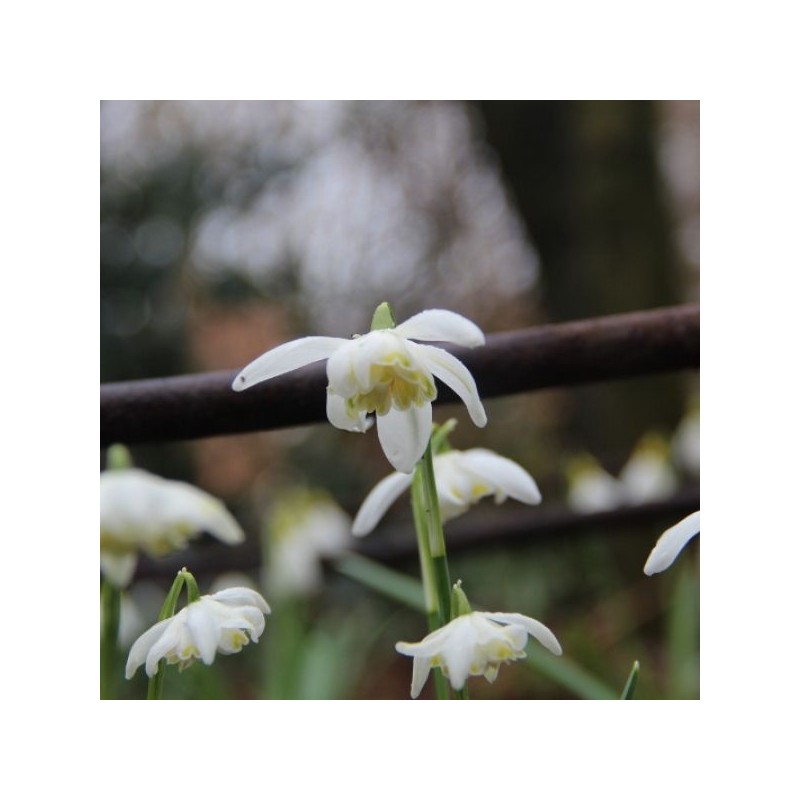 Galanthus 'Lady Elphinstone' (Gold Group) Galanthus 'Lady Elphinstone' (Gold Group)