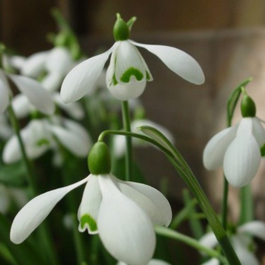 Galanthus 'S. Arnott' (Imperial Group) Galanthus 'S. Arnott' (Imperial Group)