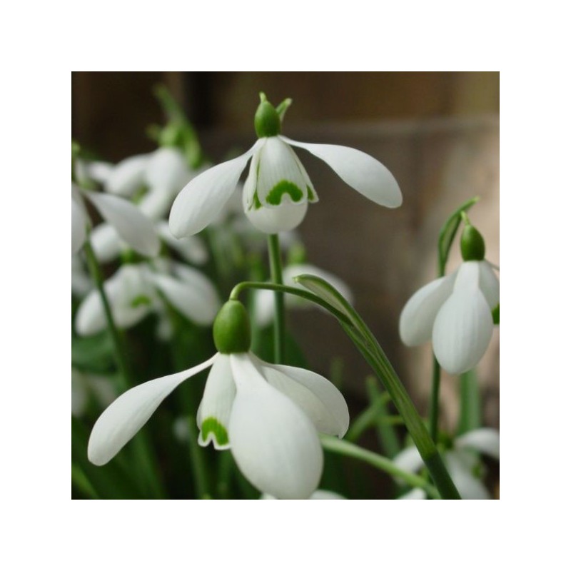 Galanthus 'S. Arnott' (Imperial Group) Galanthus 'S. Arnott' (Imperial Group)