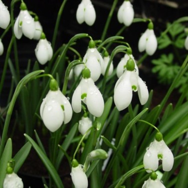 Galanthus 'S. Arnott' (Imperial Group) Galanthus 'S. Arnott' (Imperial Group)
