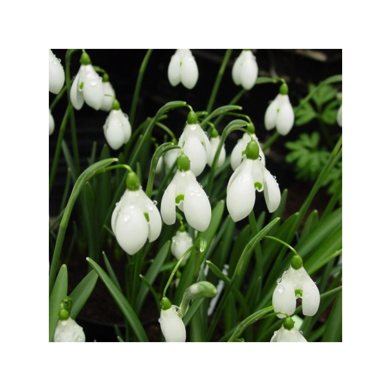 Galanthus 'S. Arnott' (Imperial Group) Galanthus 'S. Arnott' (Imperial Group)