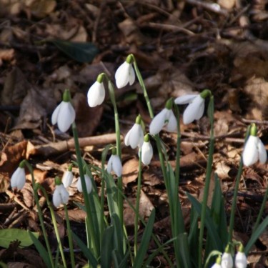Galanthus 'S. Arnott' (Imperial Group) Galanthus 'S. Arnott' (Imperial Group)