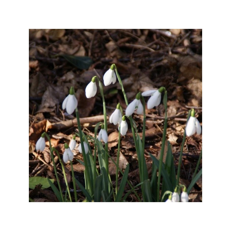 Galanthus 'S. Arnott' (Imperial Group) Galanthus 'S. Arnott' (Imperial Group)