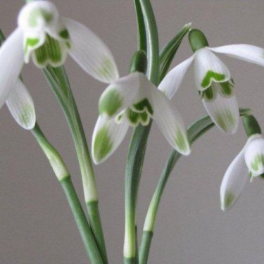 Galanthus 'Viridapice' (Green Group) Galanthus 'Viridapice' (Green Group)