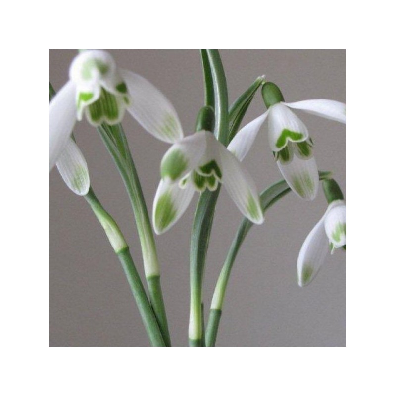 Galanthus 'Viridapice' (Green Group) Galanthus 'Viridapice' (Green Group)