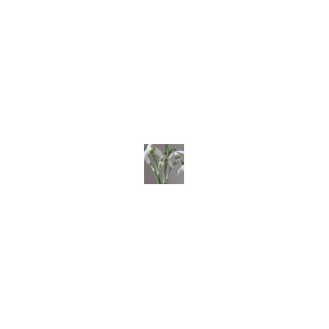 Galanthus 'Viridapice' (Green Group)