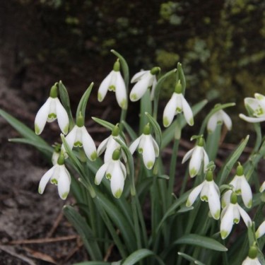 Galanthus 'Viridapice' (Green Group) Galanthus 'Viridapice' (Green Group)