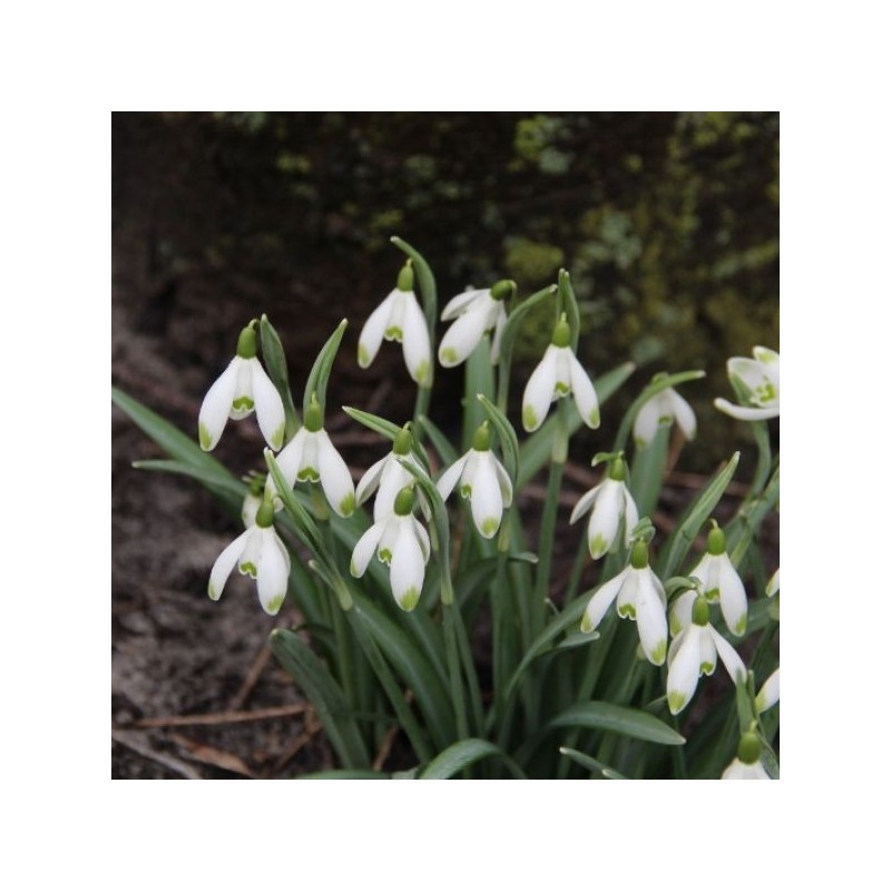 Galanthus 'Viridapice' (Green Group) Galanthus 'Viridapice' (Green Group)