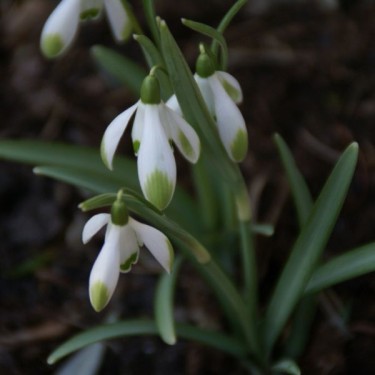 Galanthus 'Viridapice' (Green Group) Galanthus 'Viridapice' (Green Group)