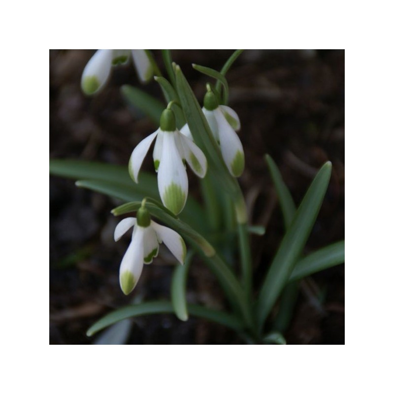 Galanthus 'Viridapice' (Green Group) Galanthus 'Viridapice' (Green Group)