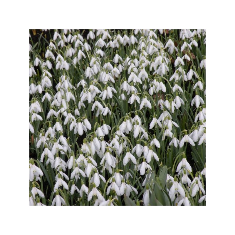 Galanthus nivalis Galanthus nivalis