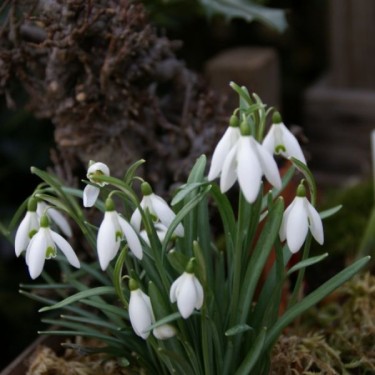 Galanthus nivalis Galanthus nivalis