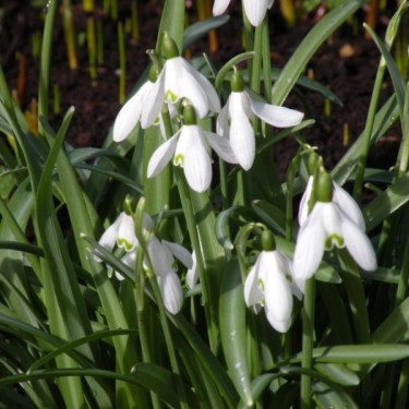 Galanthus nivalis Galanthus nivalis